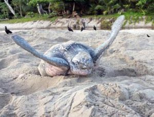 leatherback turtles in st lucia