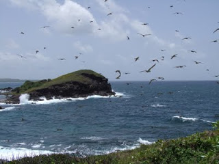 maria island bird santuary st lucia