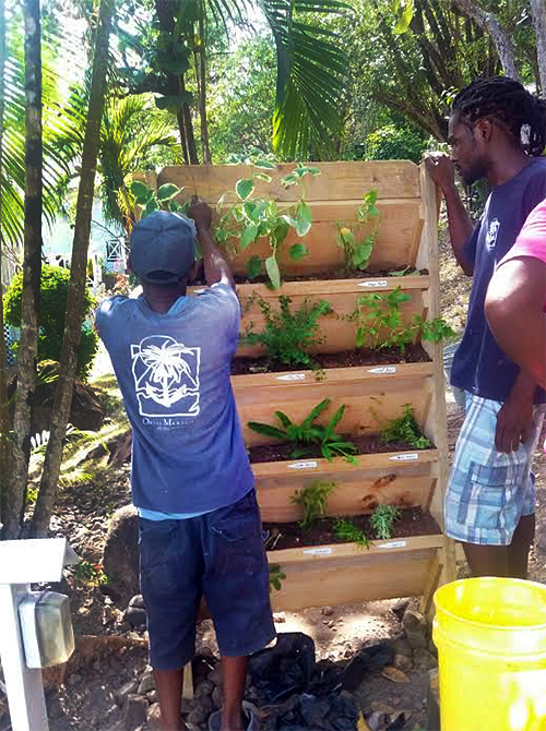 planting herb garden for guests hotel st lucia
