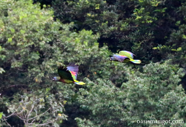 st-lucia-parrots-sighting